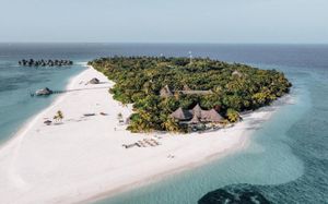 COCO PALM DHUNI KOLHU 4+ *