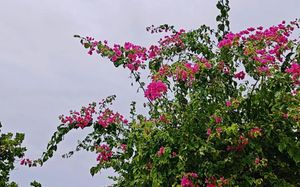 BOUGAN VILLEA RETREAT 4*