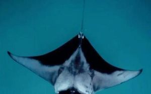 OCEANVINE, ADH, MAHIBADHOO 3*